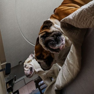 Медвежатник