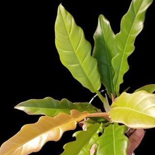 ЗЕЛЕНУКА 🌿