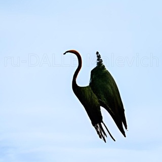 Журавлиные Vести