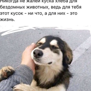 zina_helpdog