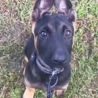 ЗАБАВНЫЕ И СМЕШНЫЕ ЖИВОТНЫЕ