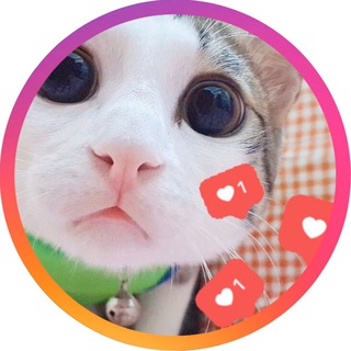 😻ЖИВОТНЫЕ ВИДЕО ПРИКОЛЫ 😊