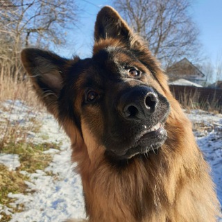 Зверомать 🌙