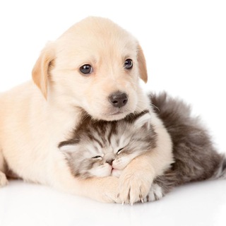 Забавные животные