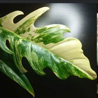 Все о комнатных растениях