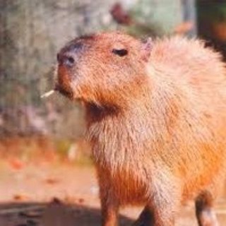 Ах исполненья исполнения