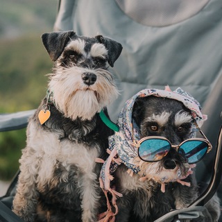 Айка_Шанька 🐶🐶