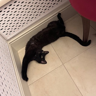 Фиолетовое проёбище