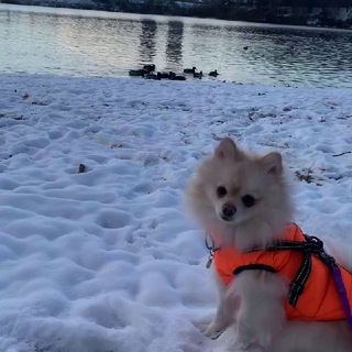 ༉‧₊˚🎄ᴄʜᴀʀʟɪᴅᴢɪᴀ 🎄Ꮺ ָ࣪ꜜ ࣪