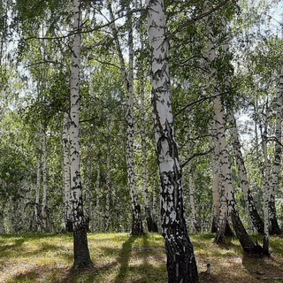 Сушка древесины