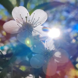 Алхимия Присутствия