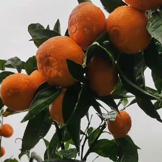 Полезная Абхазия🍊ЧАТ❤️