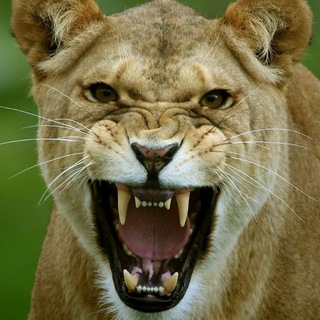 Ахтубинский Зверь👹