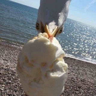 Чат волчат и лисят