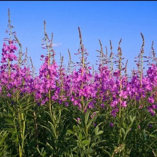 НАРОДНОЕ ЛЕЧЕНИЕ АЛТАЯ