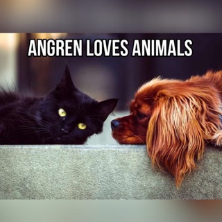 🐱Ангрен/ЗООВОЛОНТЕРЫ🐶