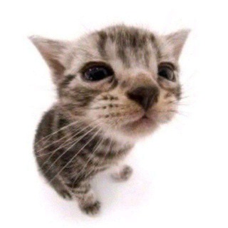 Чат для общения