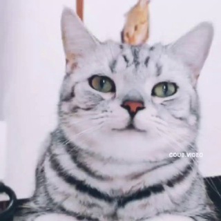 Arena of Valor and MLBB🏳