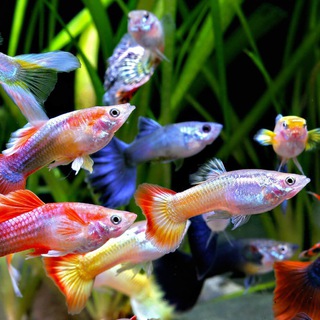 Аквариумистика Чат 🐠💦