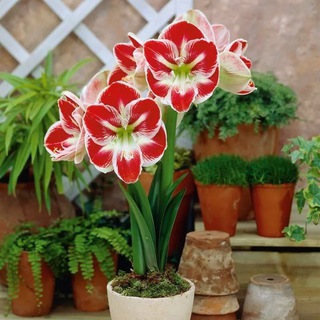 Цветочная Барахолка Москва