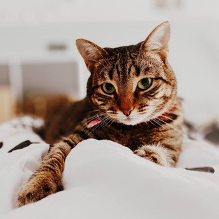 Творческий чат