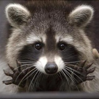 Чат к каналу @begtin