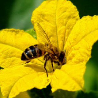 Беллона Чат