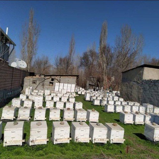 Чуйские пчеловоды ⛰🏔🐝🍯🍯🇰🇬