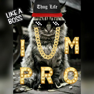 Для любителей котиков😺