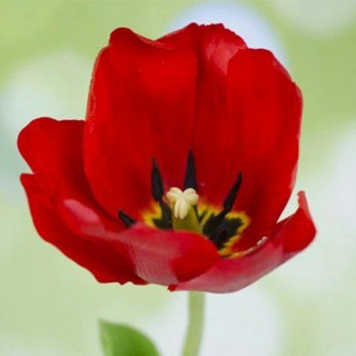 Чат - Цветочные дела