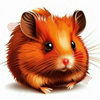 Хомяк чат | промокоды распродажи скидки акции