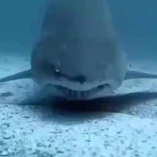 𝕎𝕙𝕖𝕚𝕥 ℙ𝕠𝕚𝕟𝕥 𝕋ℍ𝔸𝕋™ BGD ПОД,ЯЗЫКОМ