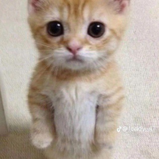 •𝙍𝙊𝘽𝙇𝙊𝙓 𝘾𝙃𝘼𝙏•