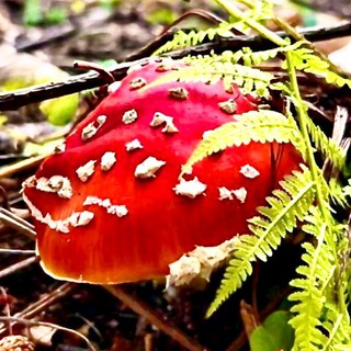 Чистый Лес ИЛ