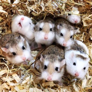 ТОЛПА ХОМЯКОВ (С) Crypto chat #1 (крипто-чат номер 1)‼️