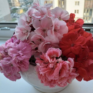 Цветы для Наташи