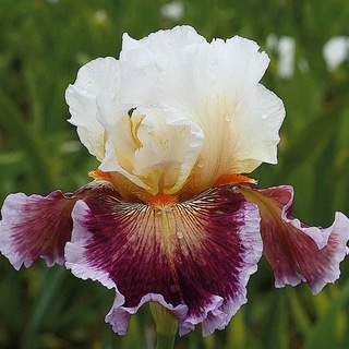 Иридарий. Иркутск - Байкальск