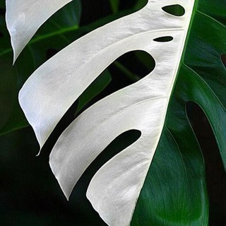 Отдам цветы за монетку Курган