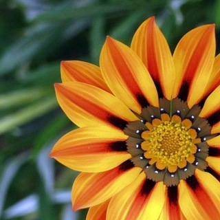 🏵Цветы Курган 🏵