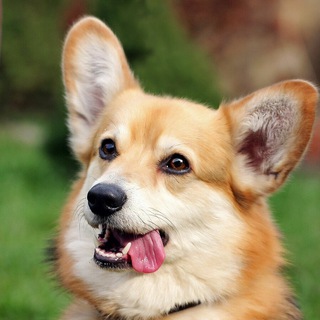 🐶 Собаководы и кинологи 🐩 ЧАТ | Воспитание и дрессировка собак