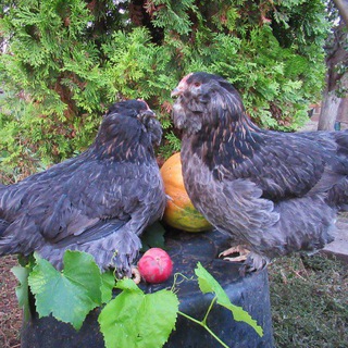 Дарьин двор