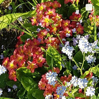 ДачаСадуново🏘