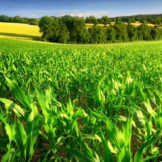 Dayagri.com Agriculture jobs