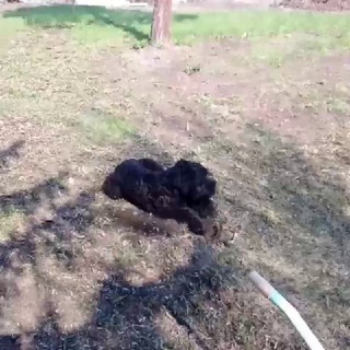 Собаки Бийск