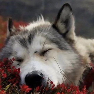 Зоопсихология