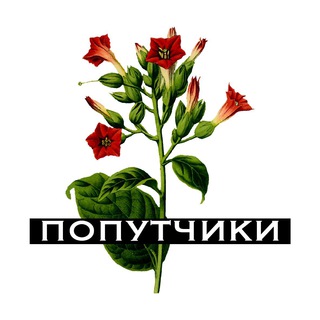 Доминикана (попутчики) 🦖🎟🏊‍♀️