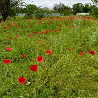 Кровь из твоих глаз 👀