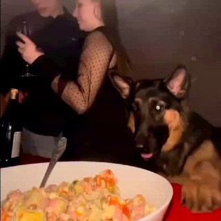 Еда в Нови Саде