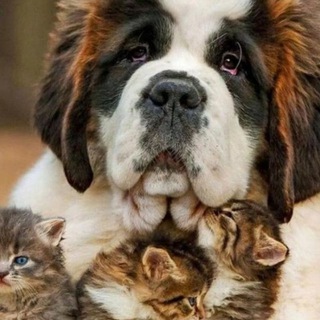 ВСЁ О ЖИВОТНЫХ. МО /Балашиха/Железнодорожный.