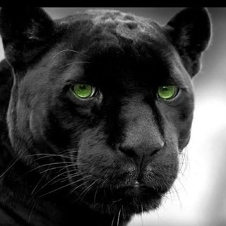 👑 PANTERA 2⃣ 👑